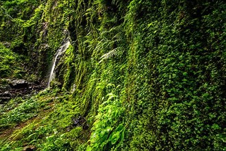 Waterfall at a green moss-covered cliff, the Burgbach waterfall near Schapbach in the Black Forest