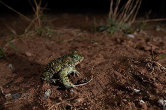 Natterjack toad,