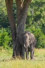 African elephant,