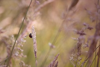 Ladybird in the grass, weak depth of field