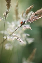 Ladybird in the grass, weak depth of field