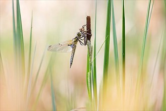 Four-spotted chaser,