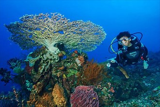 Diver diving swimming through coral reef looking at illuminated coral block with stony corals,