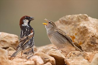 Spanish sparrow,