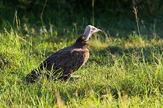 Hooded Vulture,
