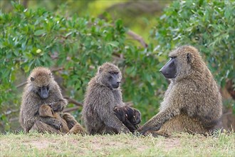 Olive baboon,
