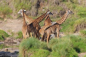 Masai Giraffe,