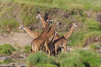 Masai Giraffe,