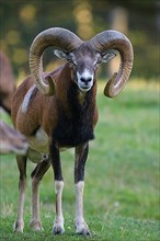 Mouflon,