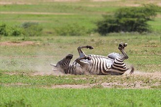 Zebra,