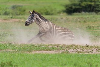 Zebra,