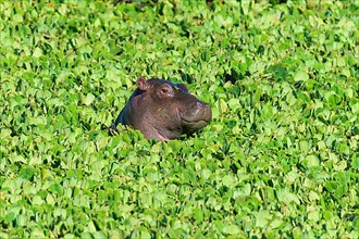 Hippopotamus,