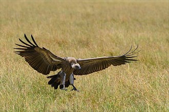White backed vulture,