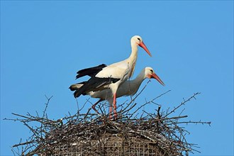 White Storck,