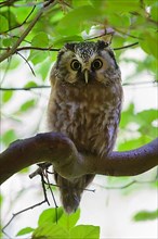Tengmalm's Owl,