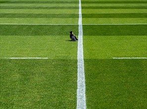 Crow sitting on the artificial turf of a football field, Berlin