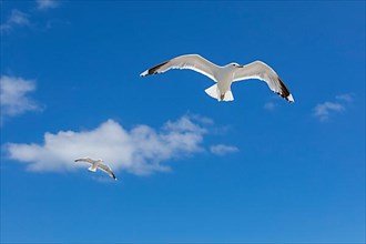 Flying european herring gulls,
