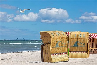 Beach chairs, flying european herring gull