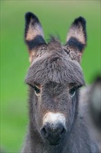 Grey Domestic Donkey, foal