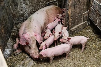 Species-appropriate husbandry, pig with piglets