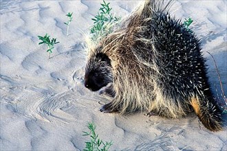 Common Porcupine,