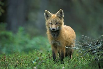 Young red fox,