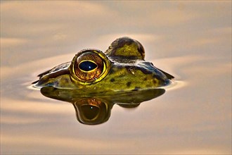 Bullfrog reflected in water,