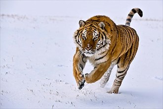 Siberian tiger charges through the snow,
