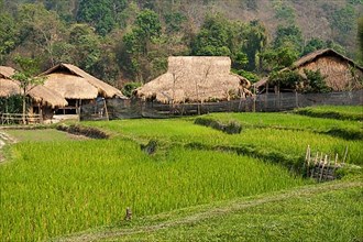 Rice paddies and houses at Baan Tong Luang, village of Hmong people in rural Chiang Mai Province