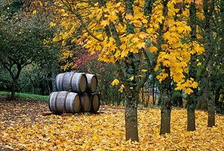 Wine barrels and maple trees in fall color at Torii Mor Winery, Willamette Valley