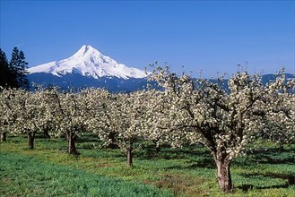 Mount Hood and apple orchard with trees blooming in Spring, Hood River Valley