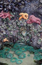 Starfish, anemones and mussels on tidepool rocks