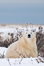 Polar Bear,