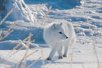 Arctic Fox,