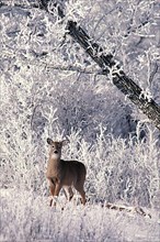 White-tailed Deer,