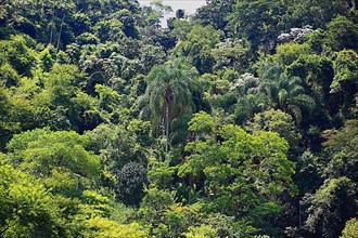 Brazilian Rainforest, Brazil