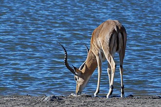 Black-faced impala,