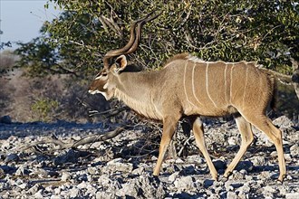 Greater kudu,
