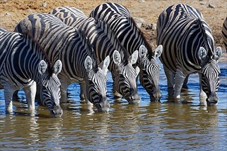 Burchells zebras,