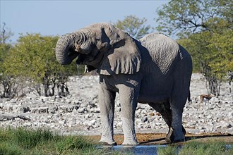 African bush elephant,