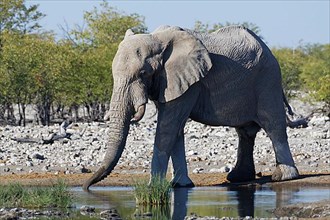 African bush elephant,