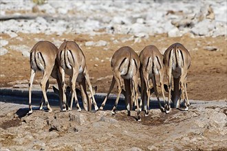 Black-faced impalas,