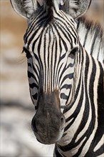 Burchells zebra,