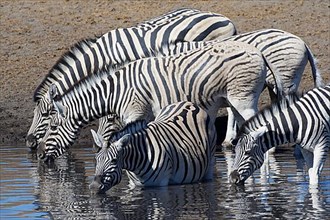 Burchells zebras,