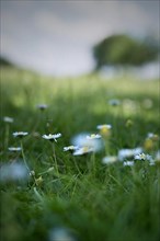 Flower meadow with daisies, Rheinaue