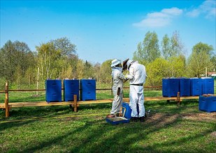 Beekeepers in protective suits inspect honey bee combs, Berlin-Pankow
