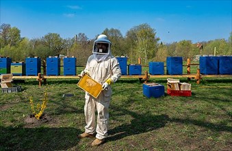 Beekeepers in protective suits inspect honey bee combs, Berlin-Pankow