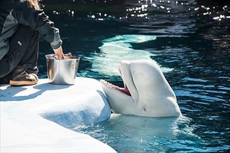 Feeding beluga whales, Seaworld aquarium