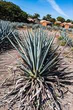 Hotel rooms in the form of a Tequila barrel in an blue agave field, Tequila Factory La Cofradia