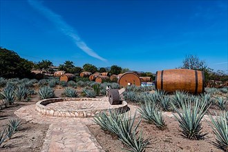 Hotel rooms in the form of a Tequila barrel in an blue agave field, Tequila Factory La Cofradia